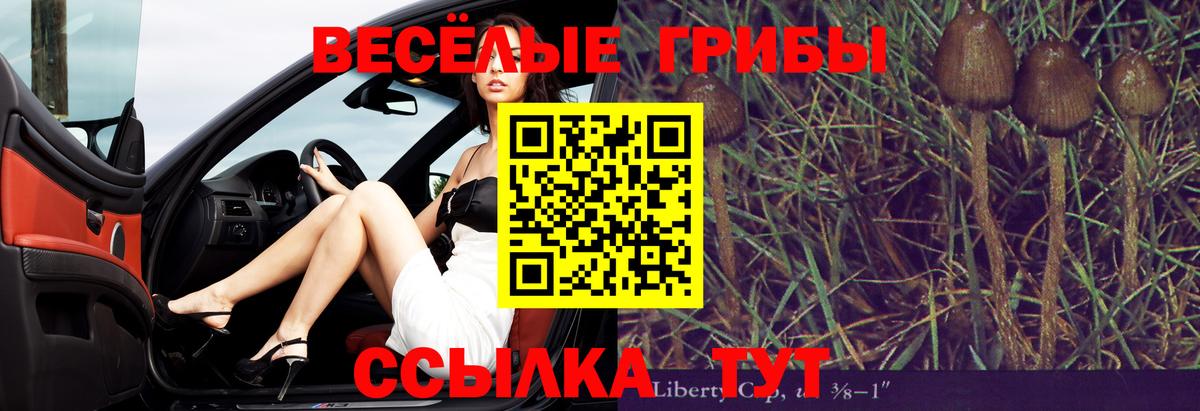 Курчалой  Псилоцибиновые грибы Magic Shrooms  Вход с VPN 